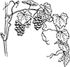2grapes-37949_640